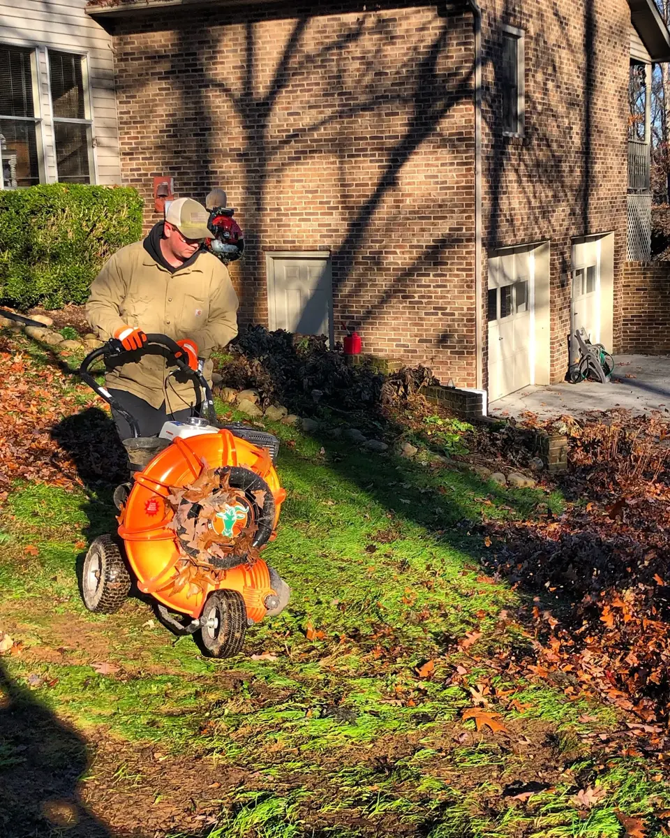 Worker using a walk-behind leaf vacuum to clear leaves from a lawn